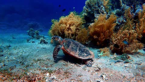Insanely beautiful Sea Turtle video