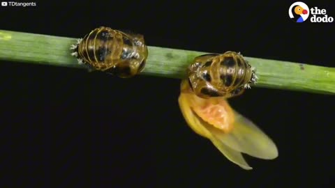 The Stunning Life Cycle Of A Ladybug 🐞