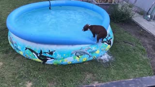 Dog can't decide if he wants to swim, balances on pool ledge instead