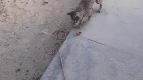 Cat is playing with a string in Jaghori.