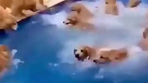 😂Group of Dogs Take Over Swimming Pool funny