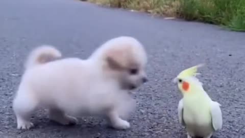 Cutest Puppy and Bird video on the internet