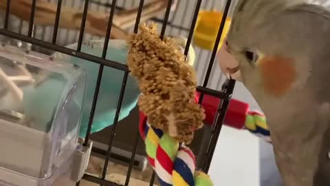 Two cockatiels sharing food in the cage