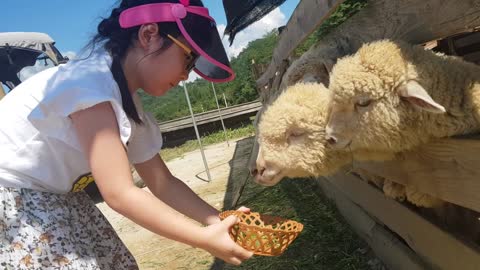 A child who feeds a cute hungry lamb.