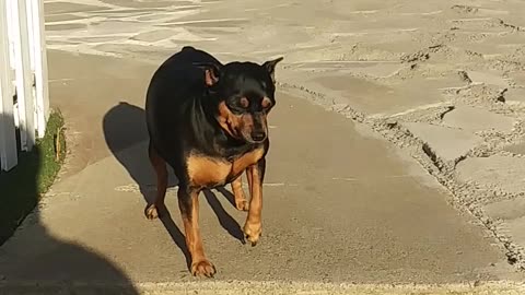 A Man Encouraging His Pet Dog To Go Down The Stair Steps