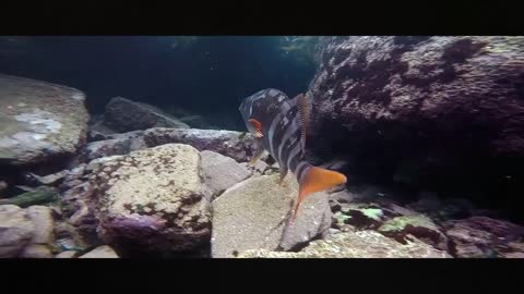 Diving in Cozumel Island with amazing fishes