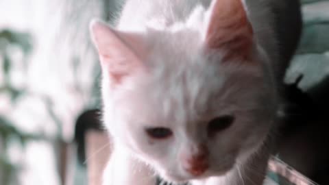 Cute cat walking on piano