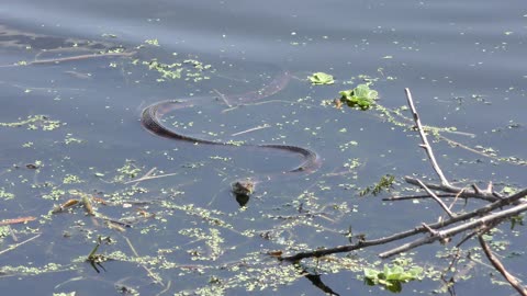 banded water snake in the lake