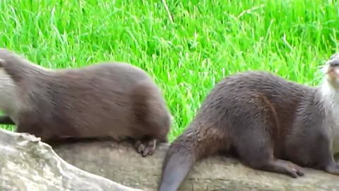 Super Cute Otters Playing