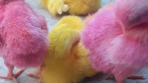 Cute colour baby chicks
