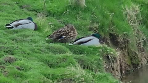 Mallard Ducks Sleeping On A Farm In Great Britain.