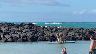 Adorable Pup Rides on a Paddleboard With His Human