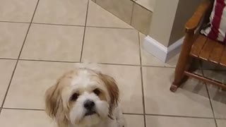 our dog Lucy tried to obey commands
