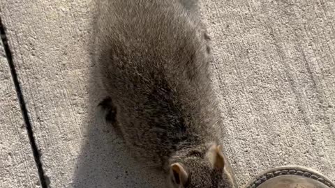 Baby Squirrel On My Pants