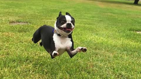 LAUGHING with Boston Terrier Funny Dogs Video to forget all Tired! 2021