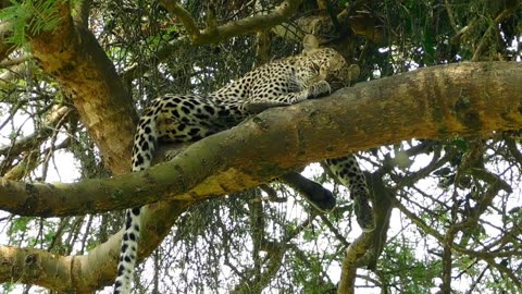 Leopard In The Tree