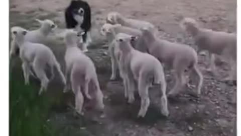 Funny video Border Collie :- Where you guys are going?