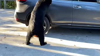 Bear Seems Entirely Unintimidated