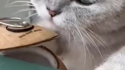 Cute baby cat working seriously