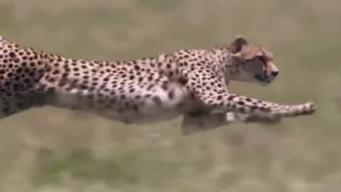 Cheetah running