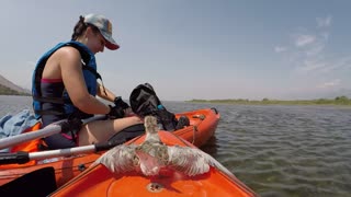 Piper Bird on the Lake