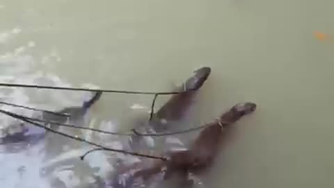 Amazing fishing technique