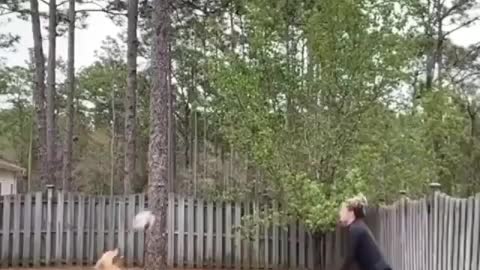 Dog playing volleyball very perfectly with a girl || funnyvidvines