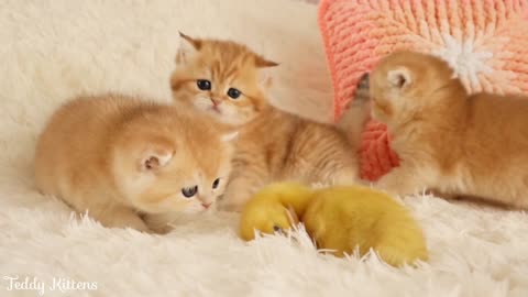 Kittens walk with a tiny duckling