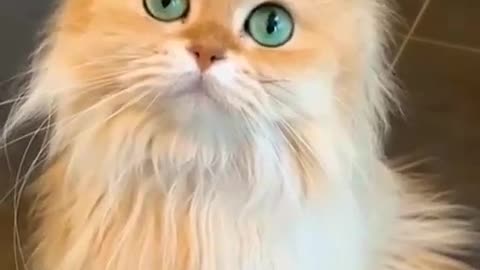 Watch a Wonderful cat