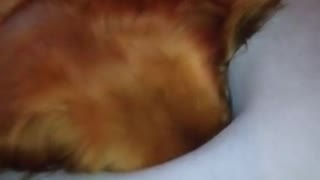 Cute doggy sleeps on owner's traveling pillow