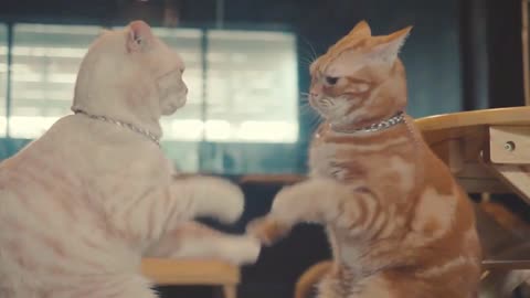 Cat Comedy Showdown: Hilarious Feline Fights