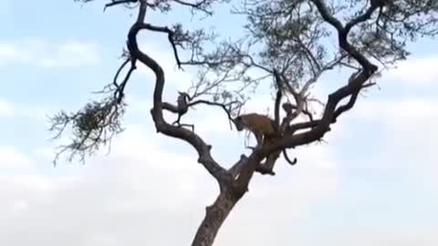 Leopards are climbing trees