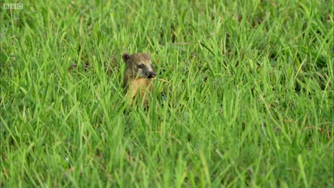 Young Coati vs Hawk | Wild Brazil | BBC Earth