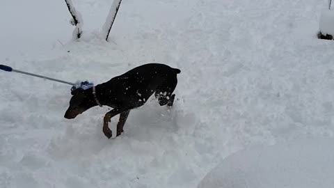 Xena's First Snow