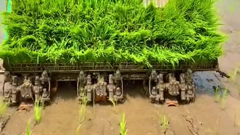 Rice Seedling
