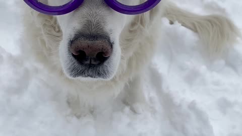 Glasses With Wipers Keep Pup is Ready to Play
