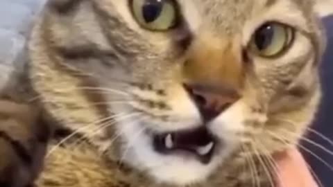 Funny cat videos