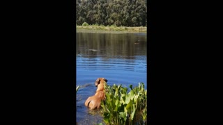 Aussie Ridgie Puppy Paddle