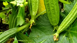 Harvesting from a Allotment Garden in Toronto Ontario #2