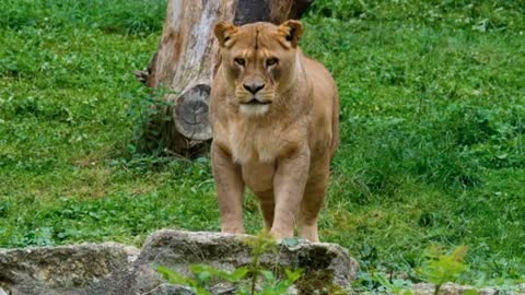 #lion #facts # animal Amazing Facts About Lion