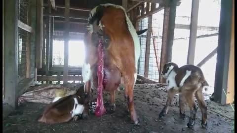 Goat giving birth to kids while standing.