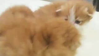 Two kitten cute