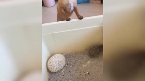 Cute and Funny Dog with Hedgehog Videos