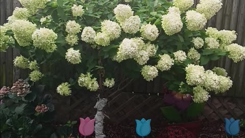 Roses and hydrangea