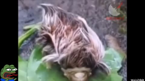 Alleged Unedited Clip Of A Mysterious Creature Tending To Its Prey In Mexico