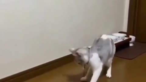 cat playing with stick