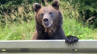 Bear Witness to Romania's Most Unusual Roadside Attraction