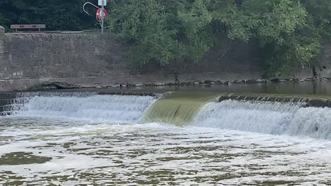 Salmon run Humber River James Gardens