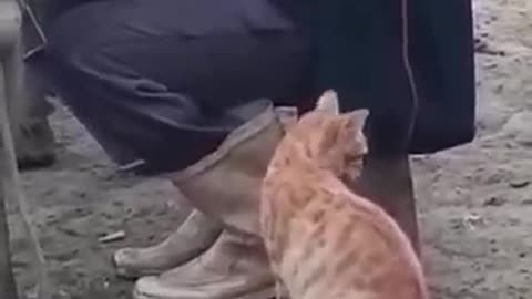 A very hungry cat is trying to drink milk
