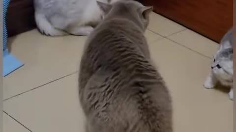 Cute and funny cat playing